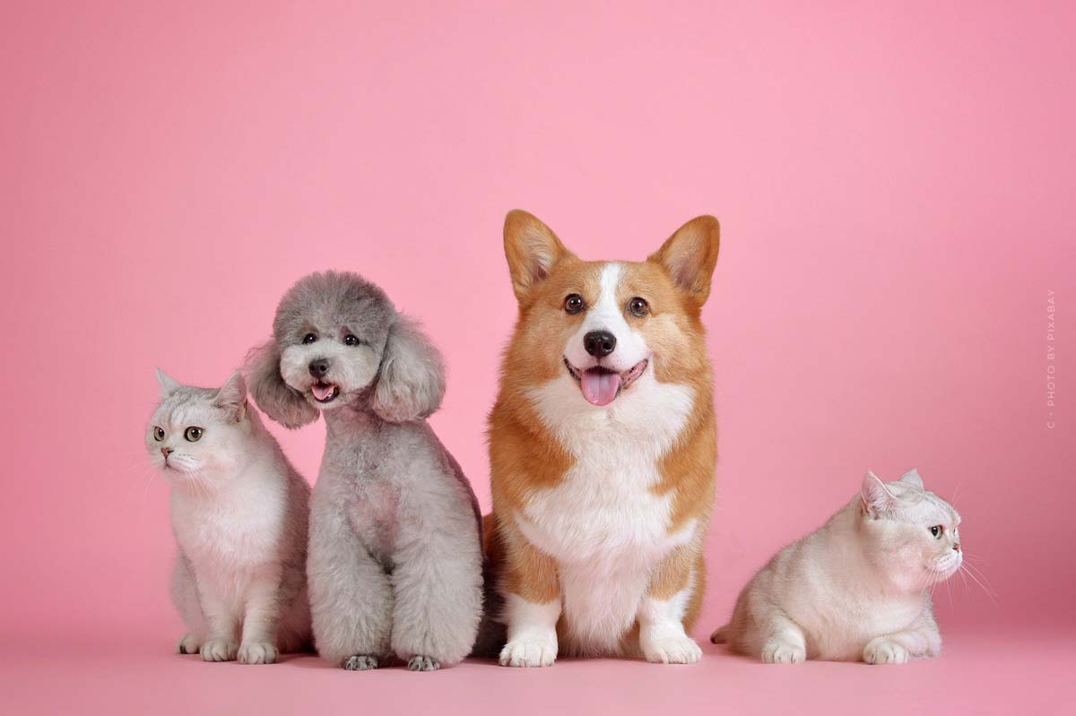 Beauty Guide-Pflege-Naturkosmetik-Schminke-Tiere-Tierfreundlich-Rosa-Hunde-Katzen